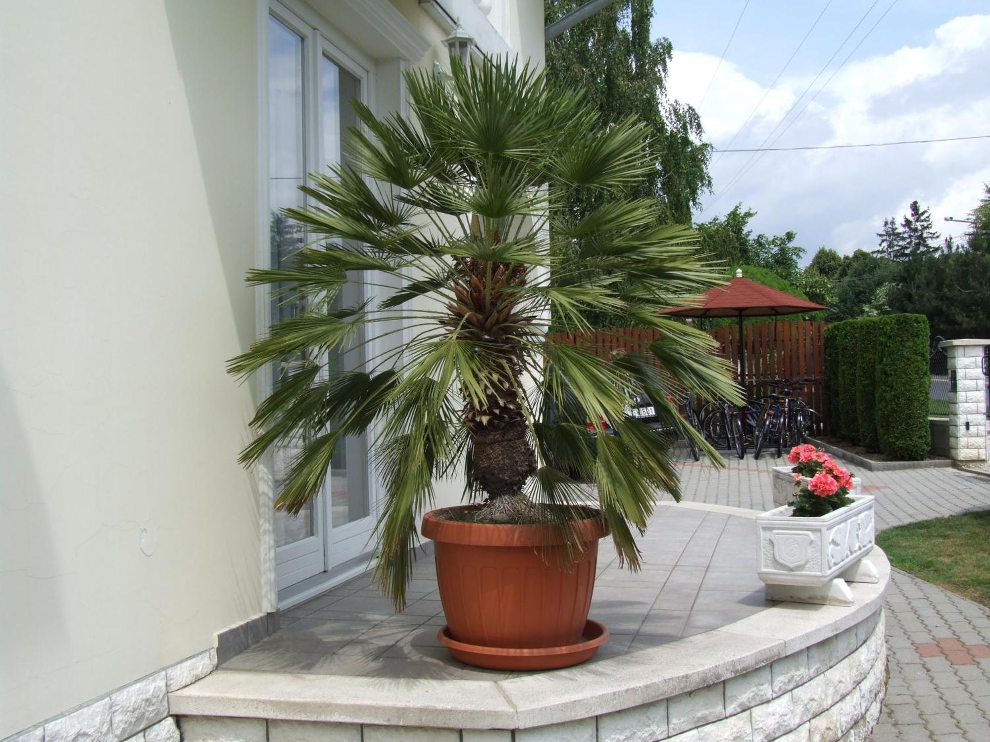 Villa Jaeger Vonyarcvashegy Zewnętrze zdjęcie